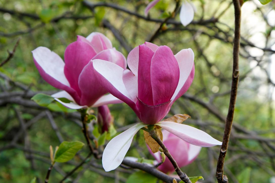 Magnolie Blüten